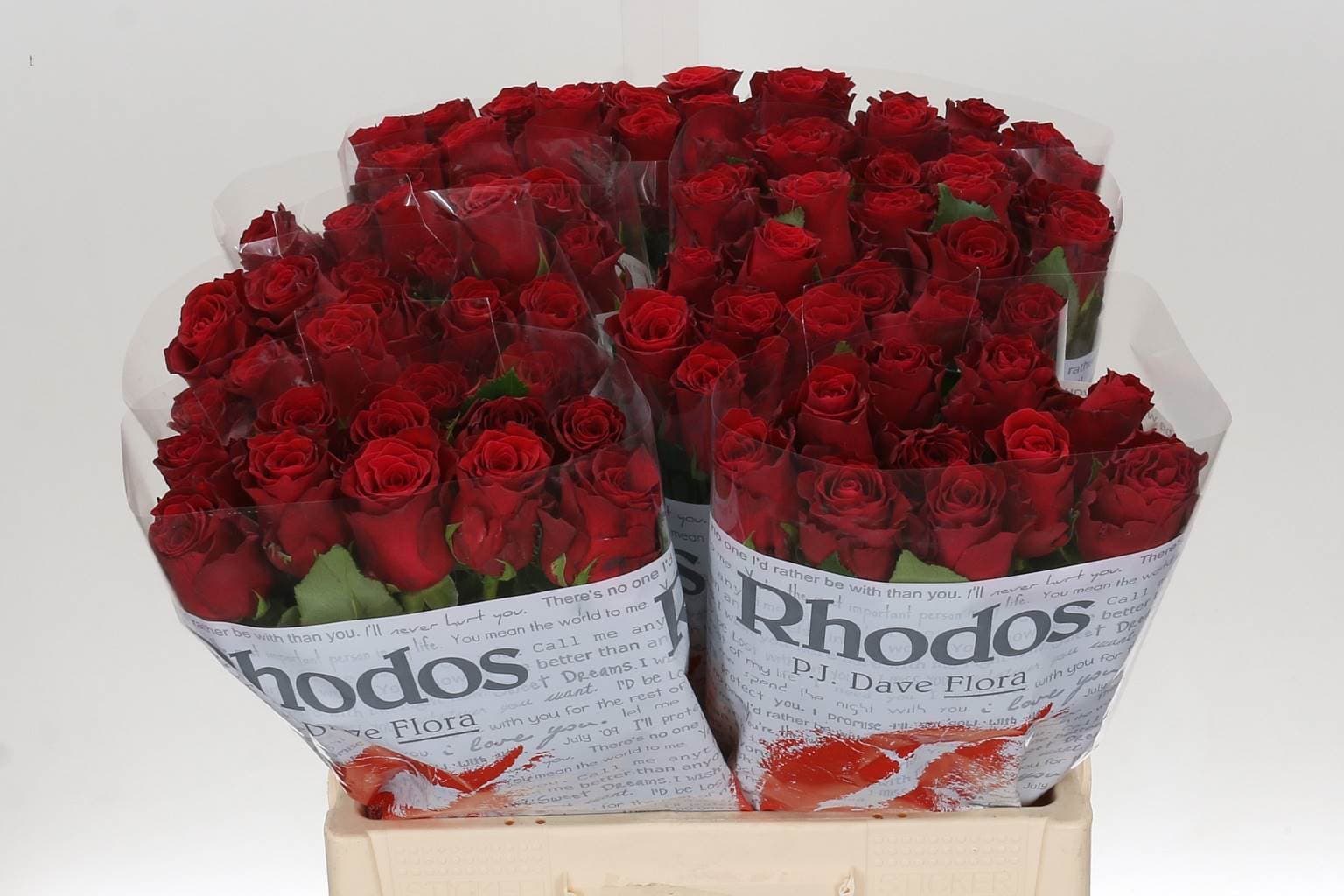 Троянда Rhodos